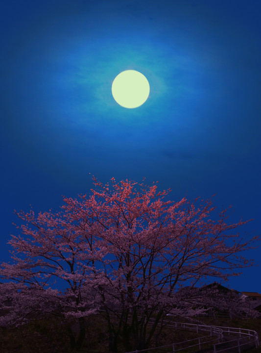 月照桜
