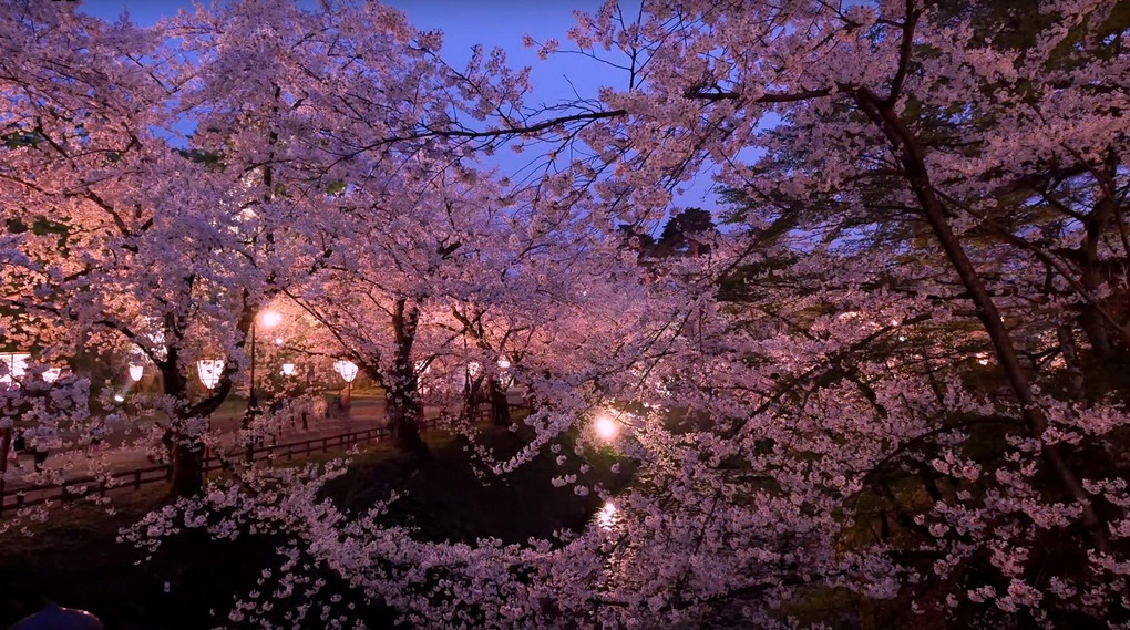 弘前の桜（ライトアップ）