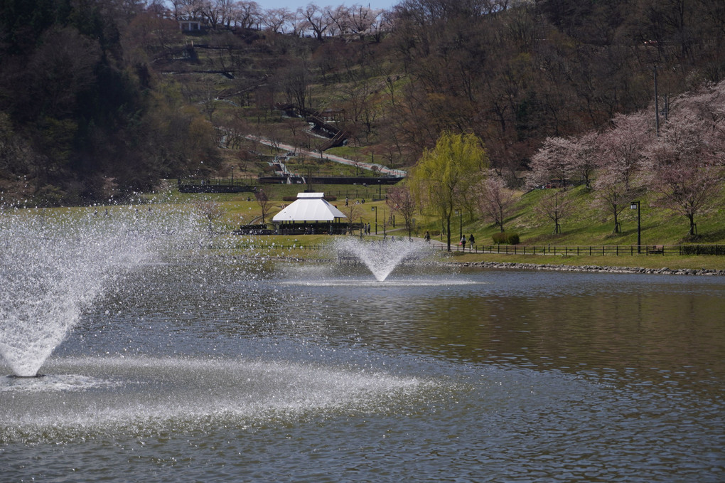 天童公園の噴水と桜