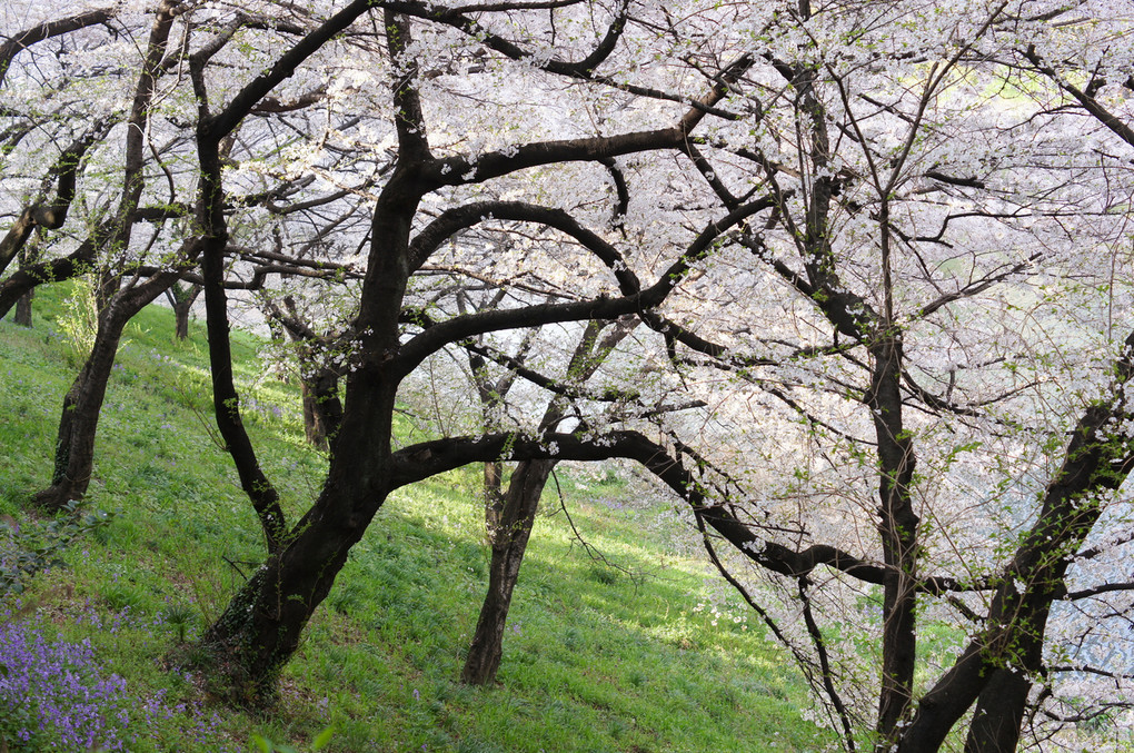 春風と桜