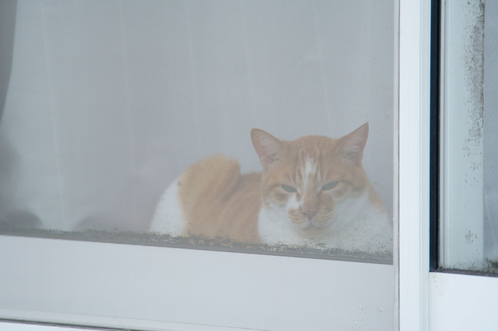 網戸越しの窓猫