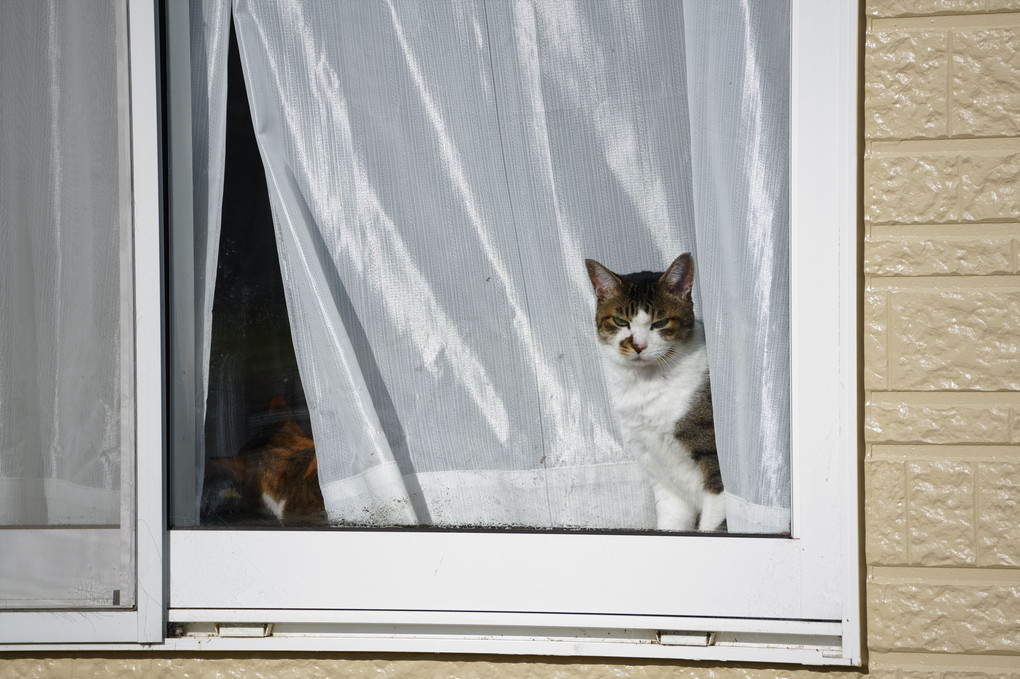 窓猫ダブルにゃ