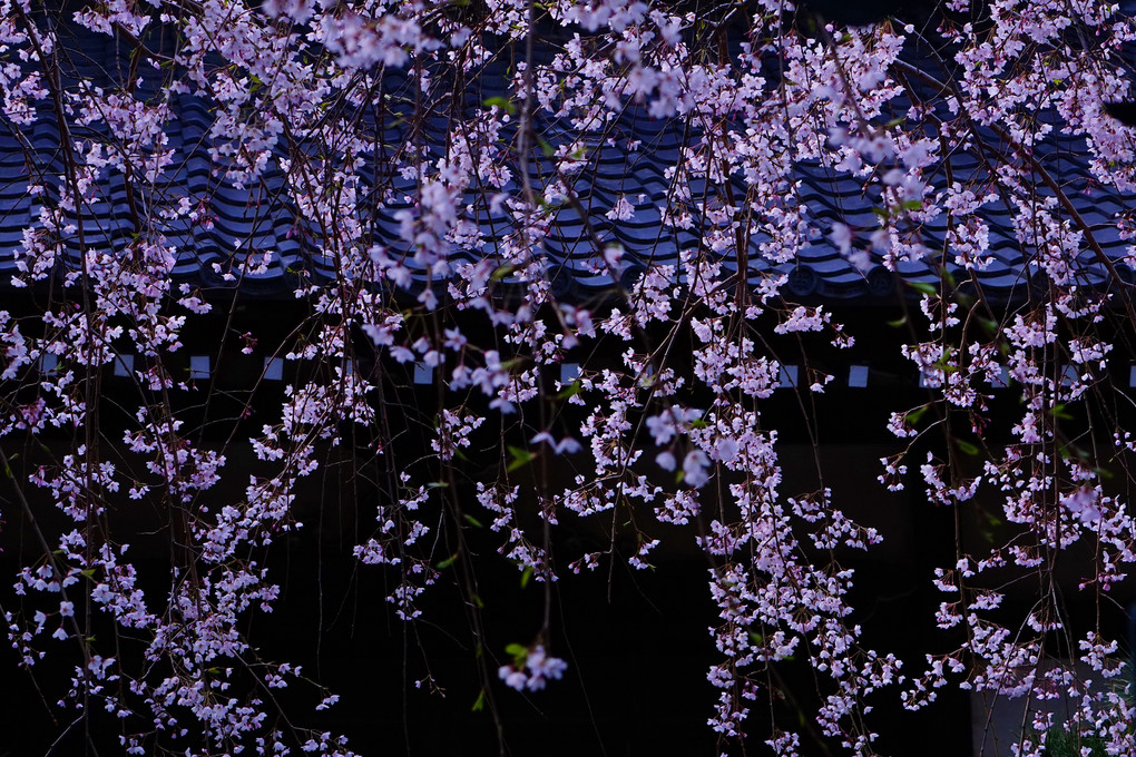 日本の和の春