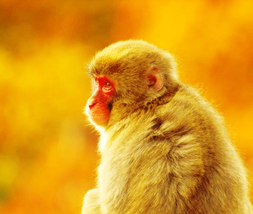 Colored leaves monkey