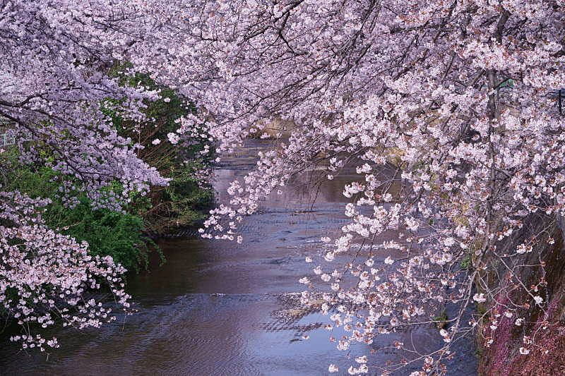桜満開の恩田川