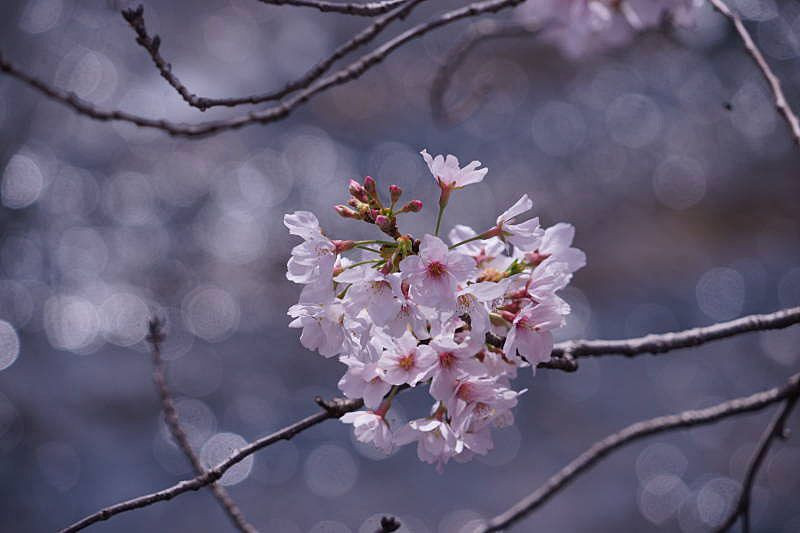 桜満開の恩田川