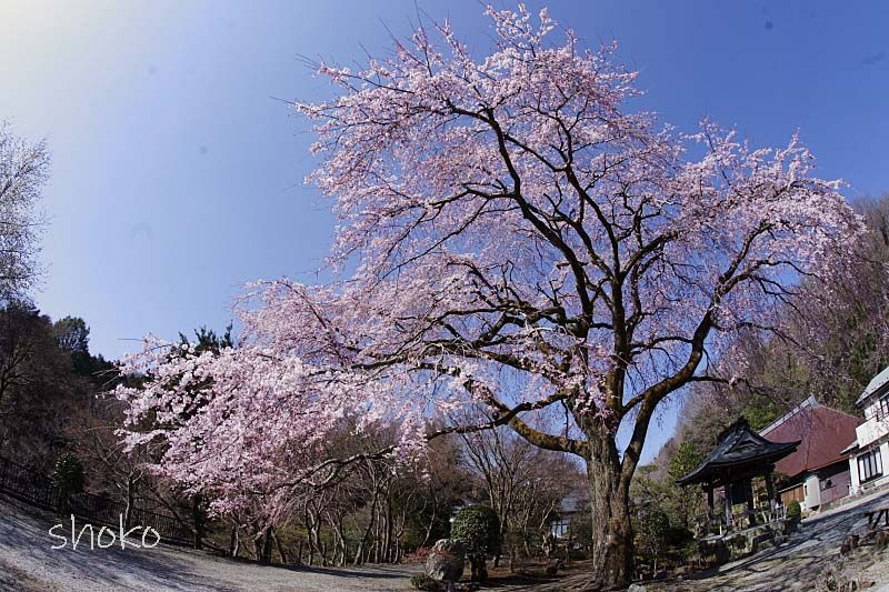 枝垂桜　2023