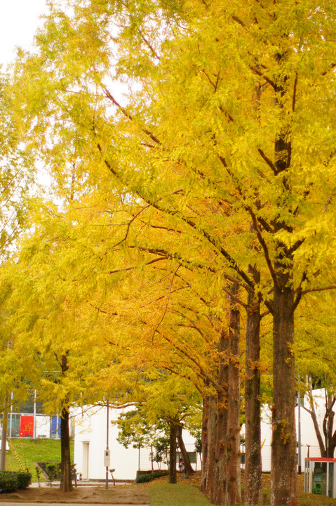 徳島中央公園の秋