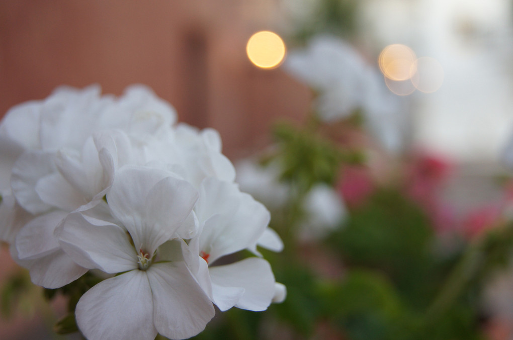 夕暮れの白い花