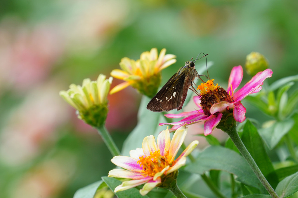 食欲の秋…セセリ蝶