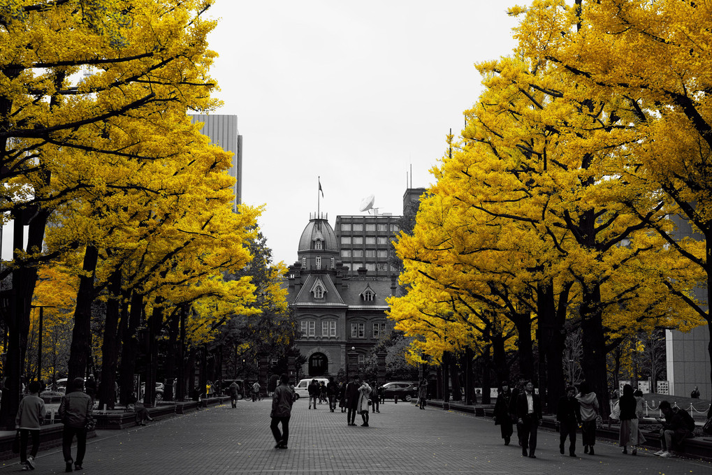 札幌市北３条広場（アカプラ）の銀杏並木
