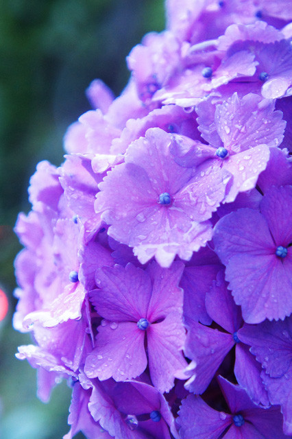 雨の日　紫陽花