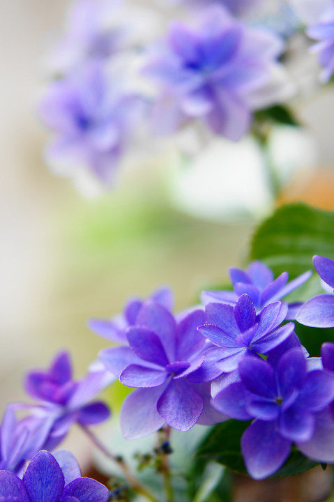 八重額紫陽花