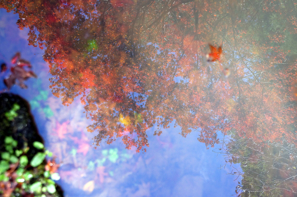 水面に映る秋