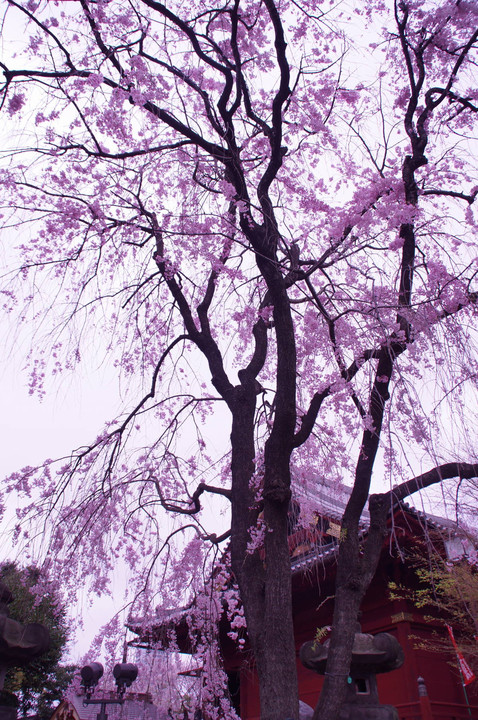 上野恩賜公園の桜①