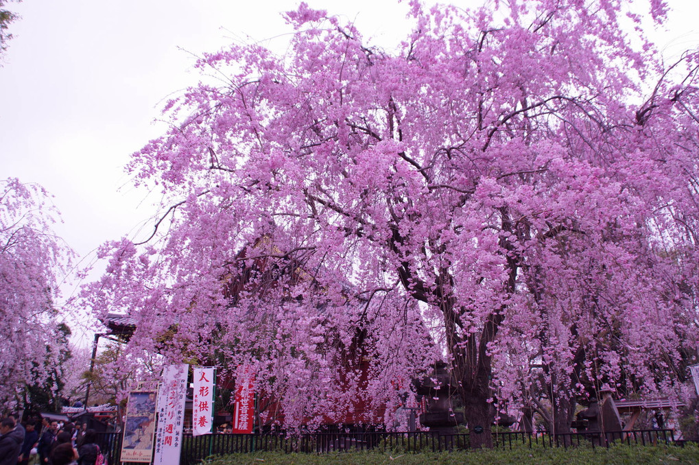 上野恩賜公園の桜②
