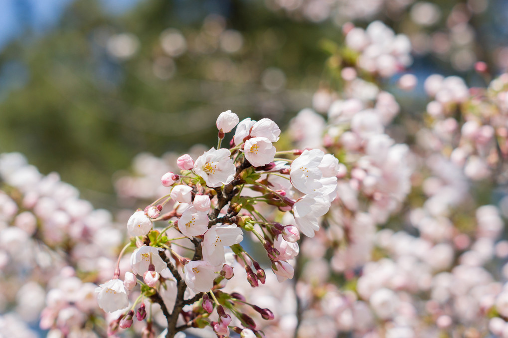 桜　～ 春の光と風 ～
