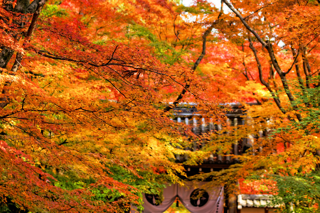 京都の紅葉が見た～い