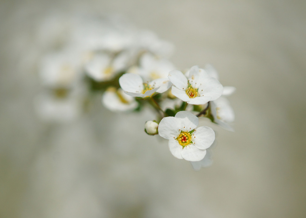 可憐な白い小花たち２