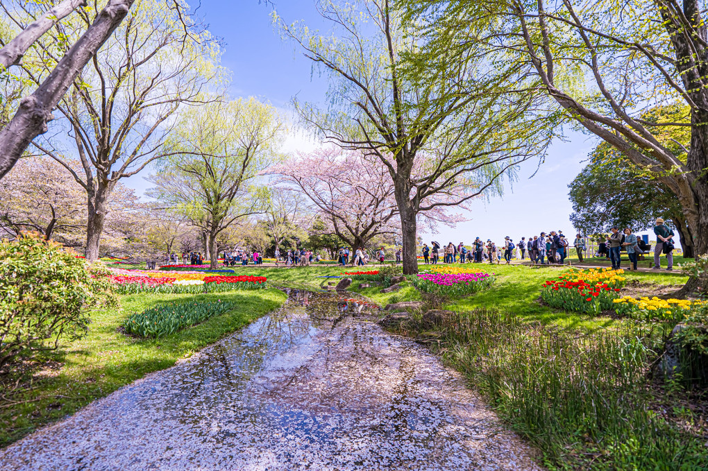 春の昭和記念公園