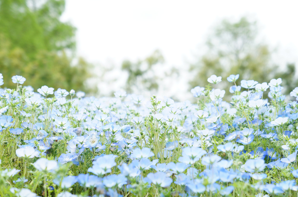 the blue little flowers.