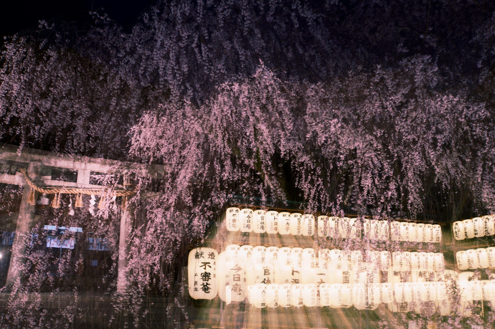 京都・大石桜