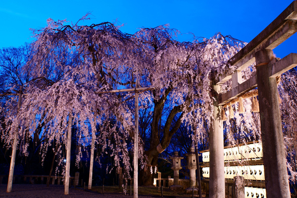 京都・大石桜