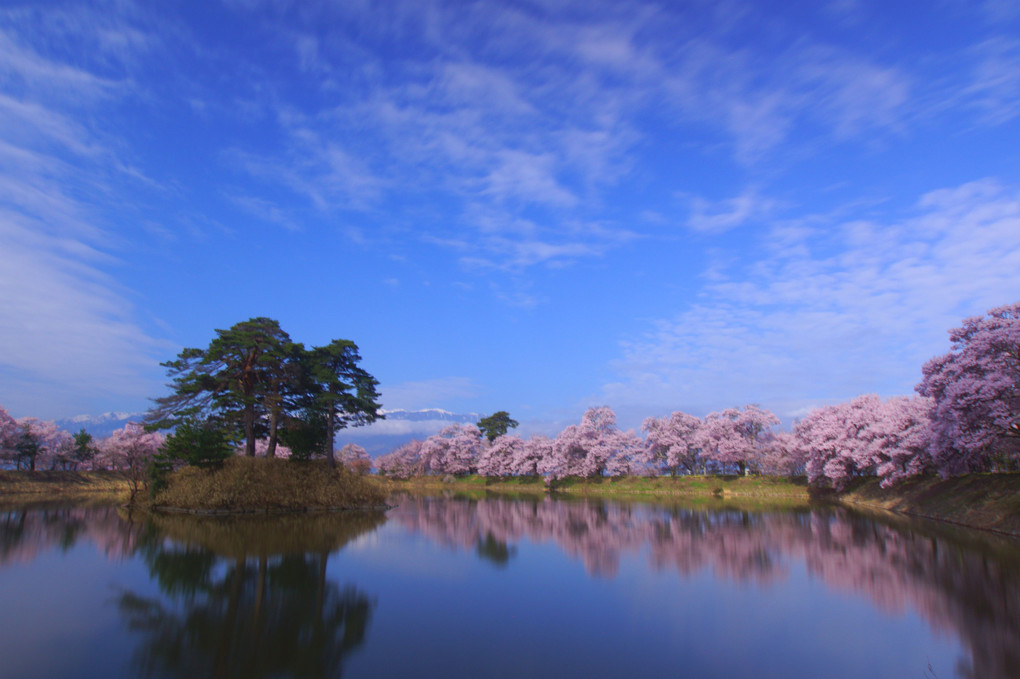 堤の桜並木