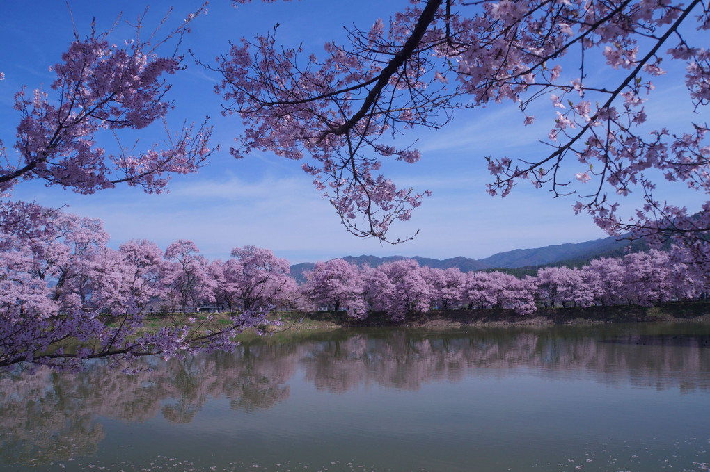堤の桜並木