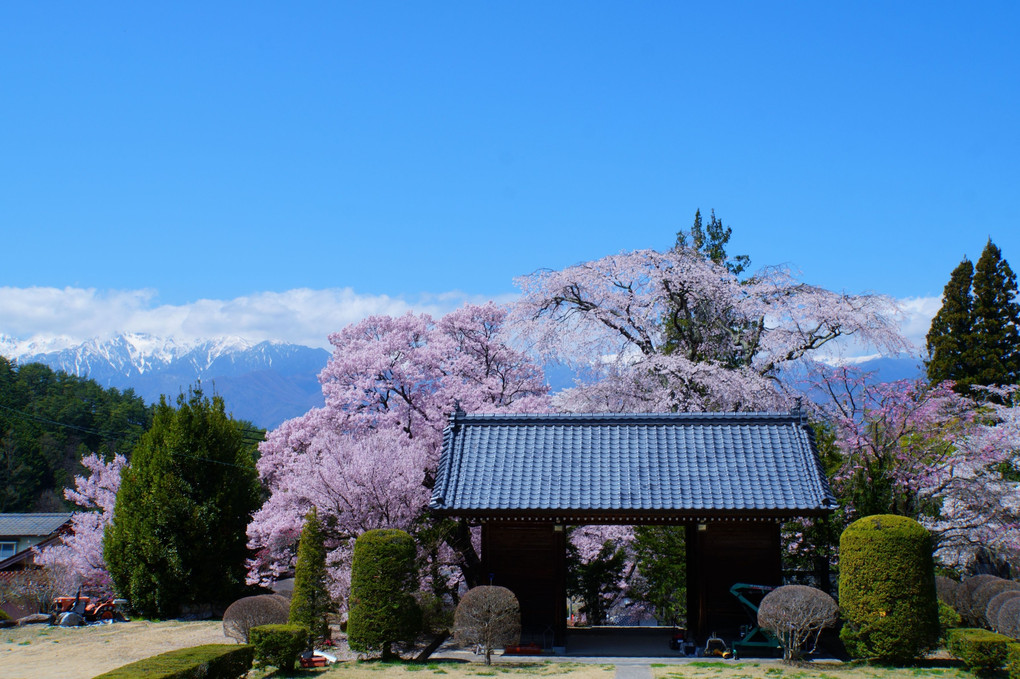 南信州の桜を訪ねて