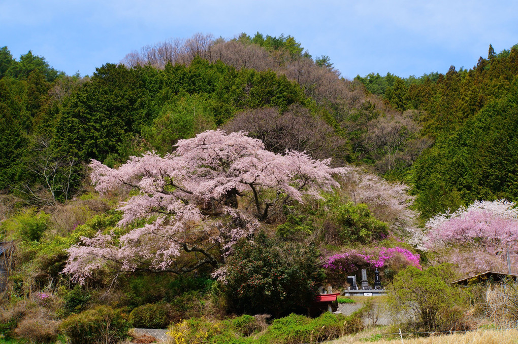 南信州の桜を訪ねて