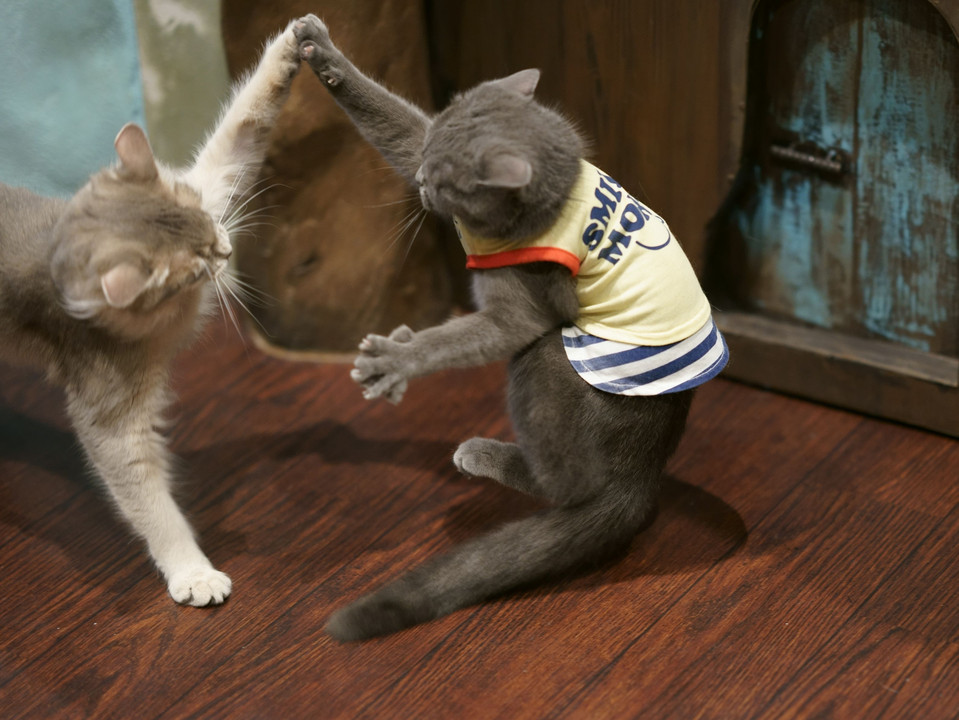 Cat Fight!