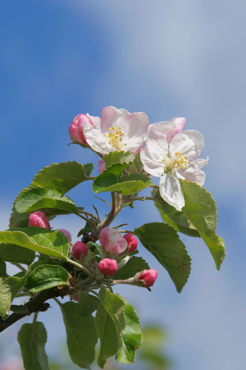 リンゴの花が咲くころ