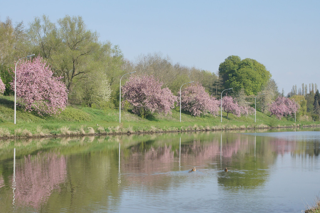 春の運河