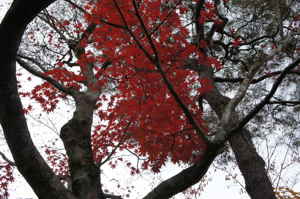 紅葉の色づきと曇り空