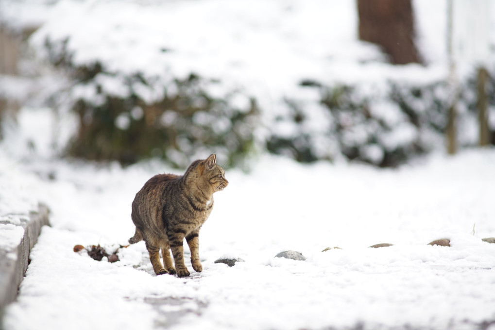 雪の路上の猫