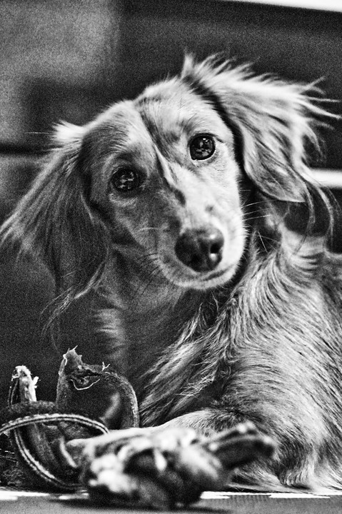 小犬の肖像 Ⅱ