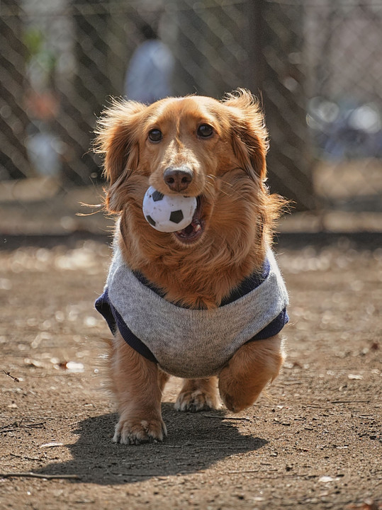 Ball dog 🐾