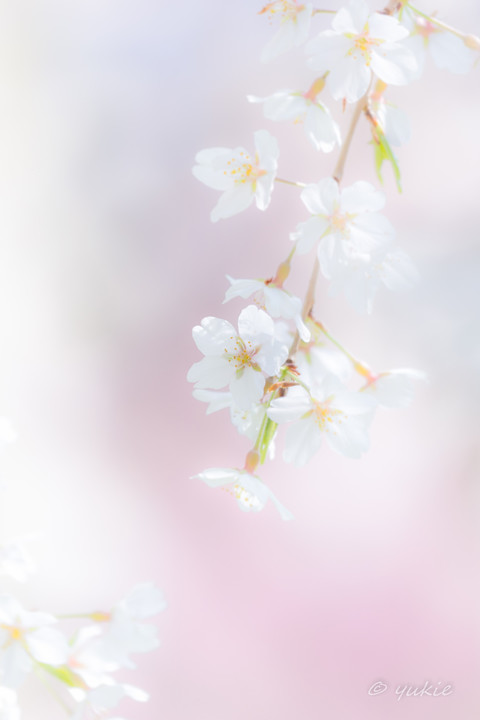 * 桜のキオク *