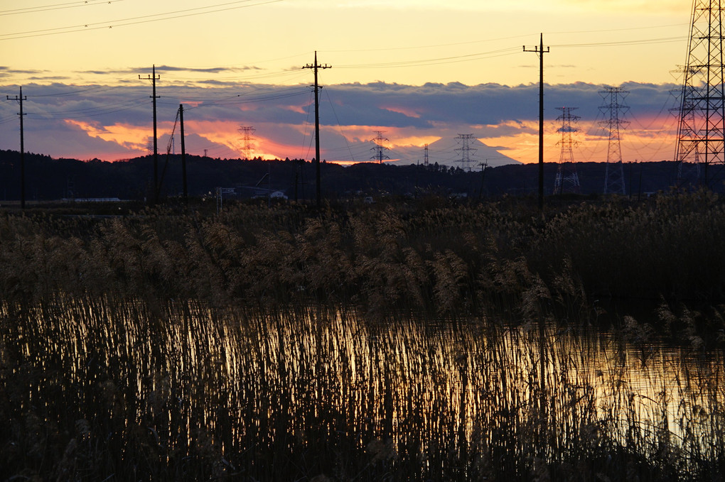 電柱と葦の夕景