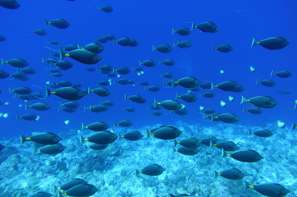 群れるミヤコテングハギ With Wildlifeさん Acafe Aの写真投稿サイト ソニー 群れるミヤコテングハギ With Wildlifeさん Acafe Aの写真投稿サイト ソニー