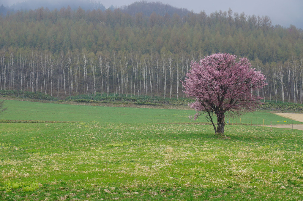 富良野の一本桜