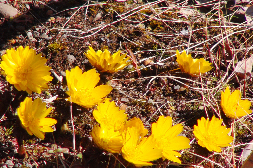 小石川後楽園の黄色い花