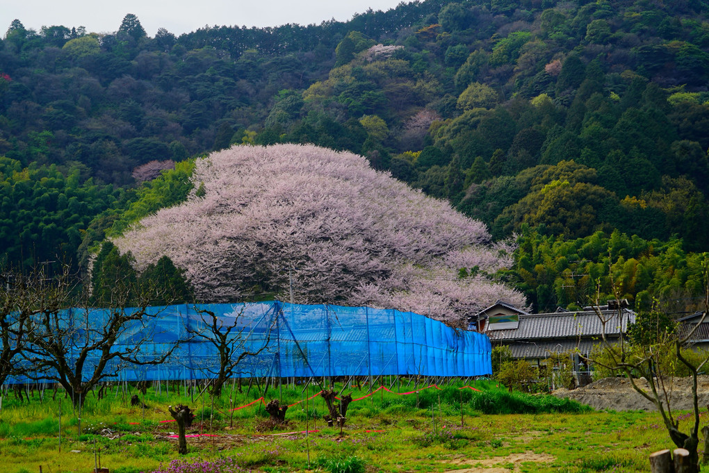 丹原町高松　林地区の熊野神社の『ハート桜