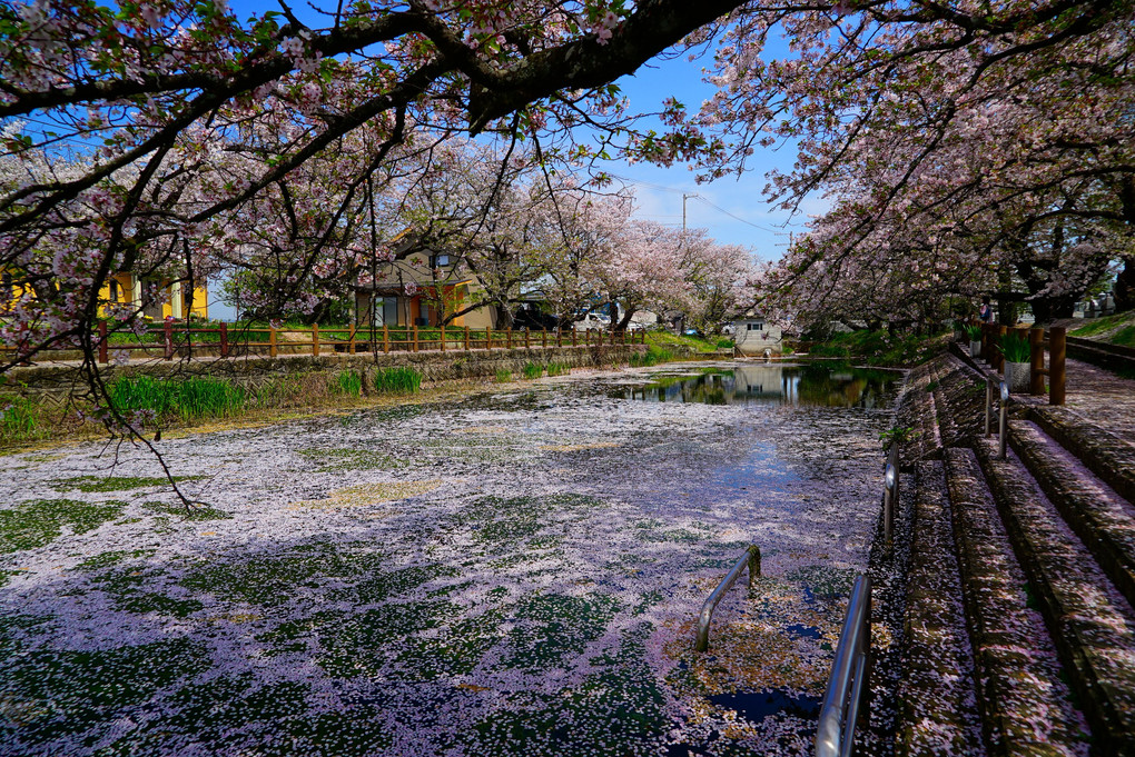 ひょうたん池の桜散る