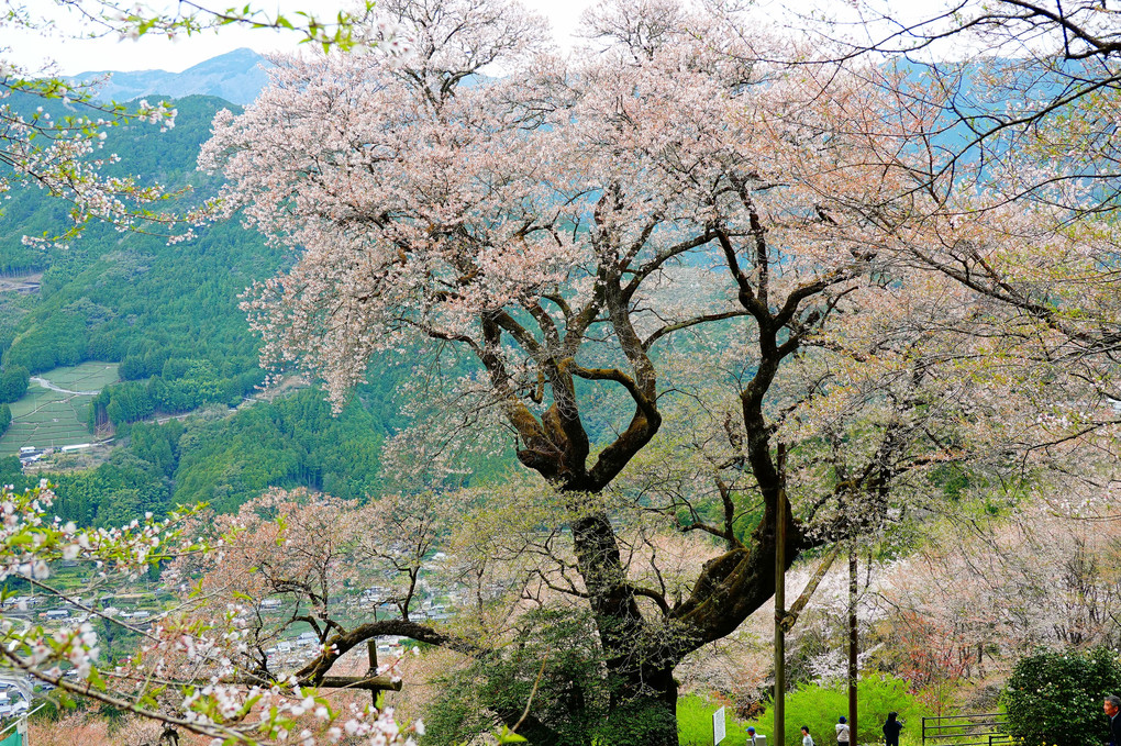 天然記念物　大藪の彼岸桜　ひょうたん桜