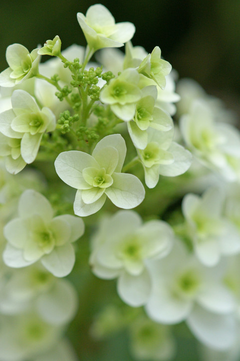 bouquet de vert ～緑の花束～