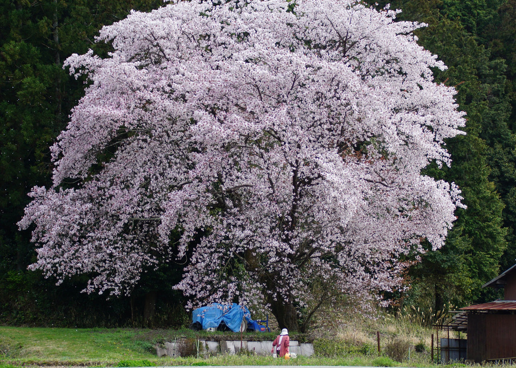 畑の桜　　