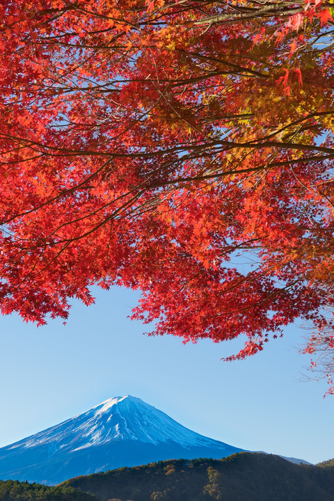 富士と紅葉