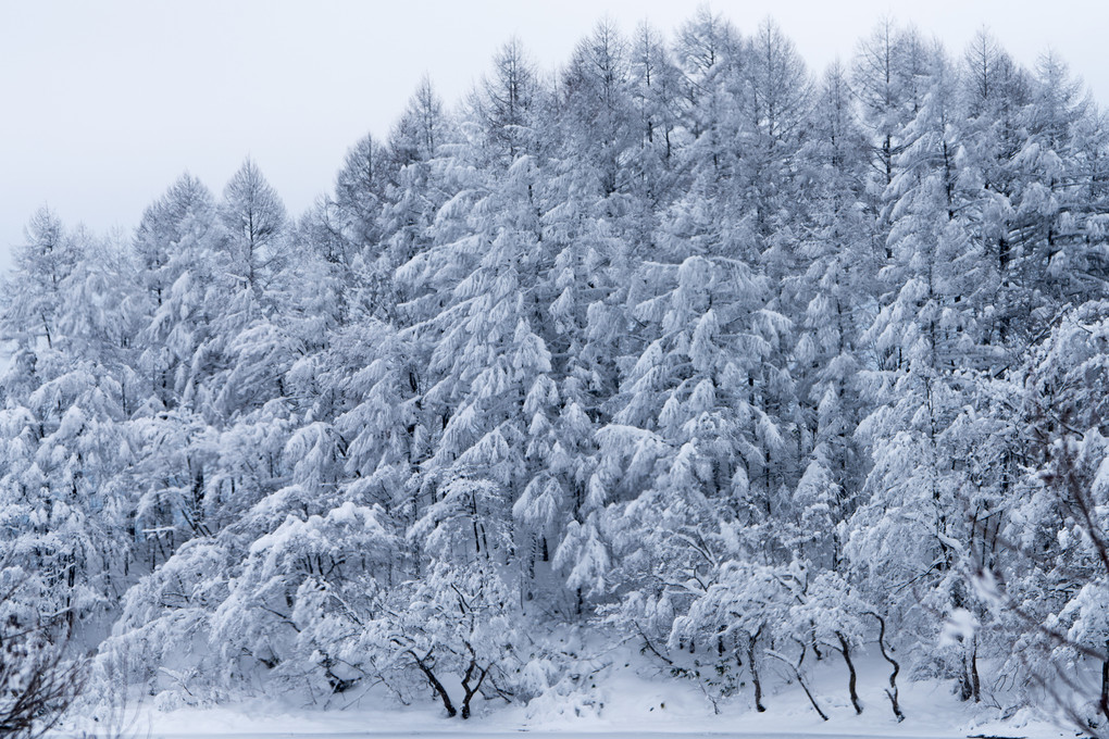 檜原湖雪景色
